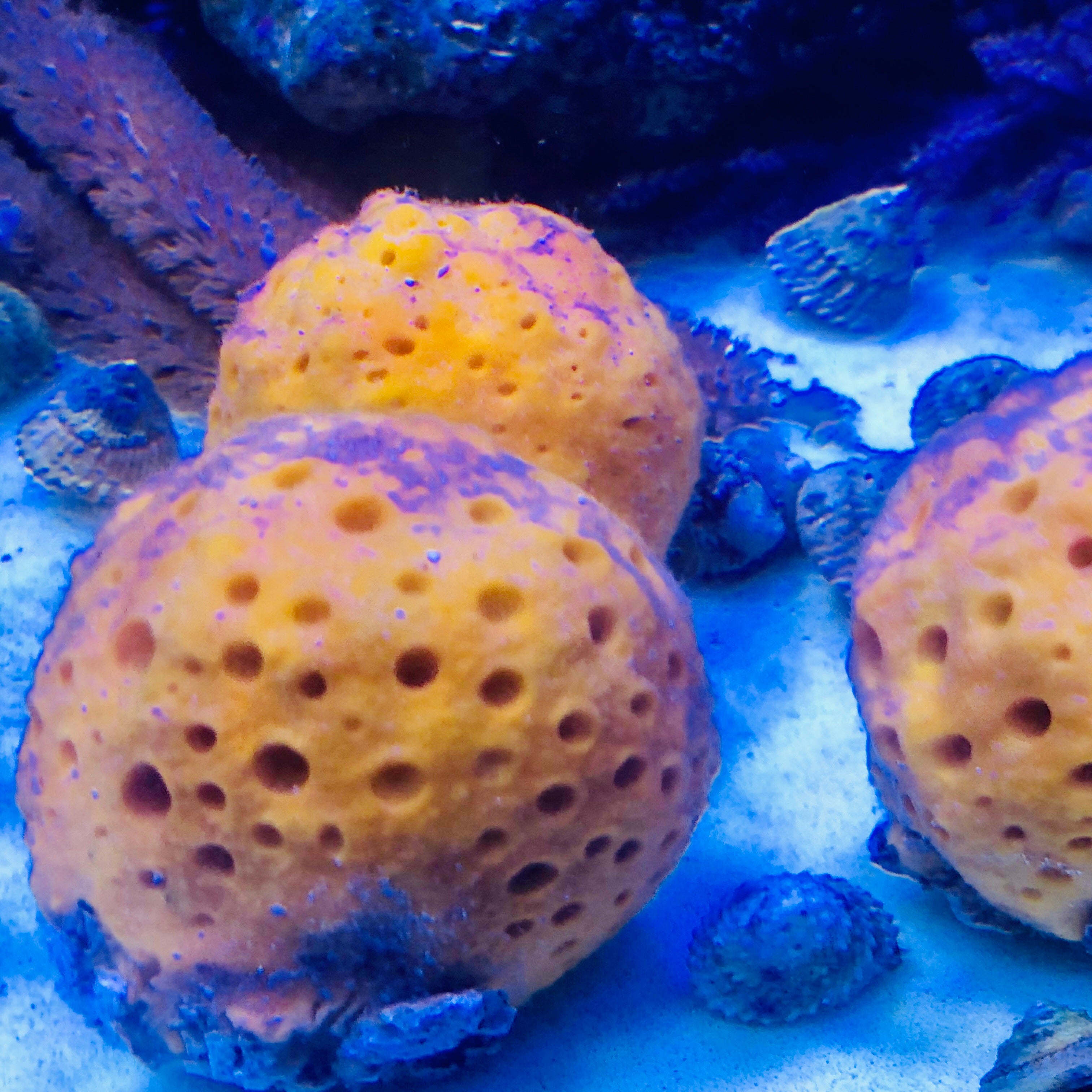 Yellow Ball Sponge – Alyssa's Seahorse Savvy