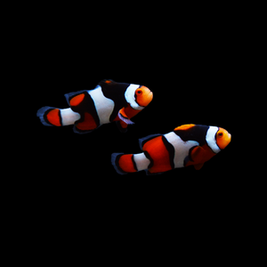 ORA Onyx Percula Clownfish-Pair