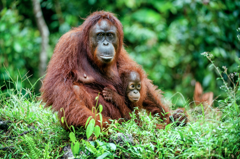 baby ape with mother ape