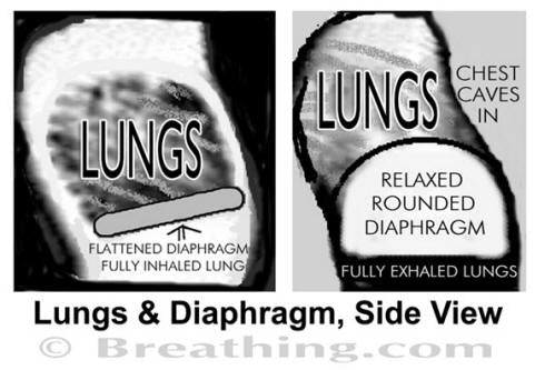 Lung & Diaphragm, Side View