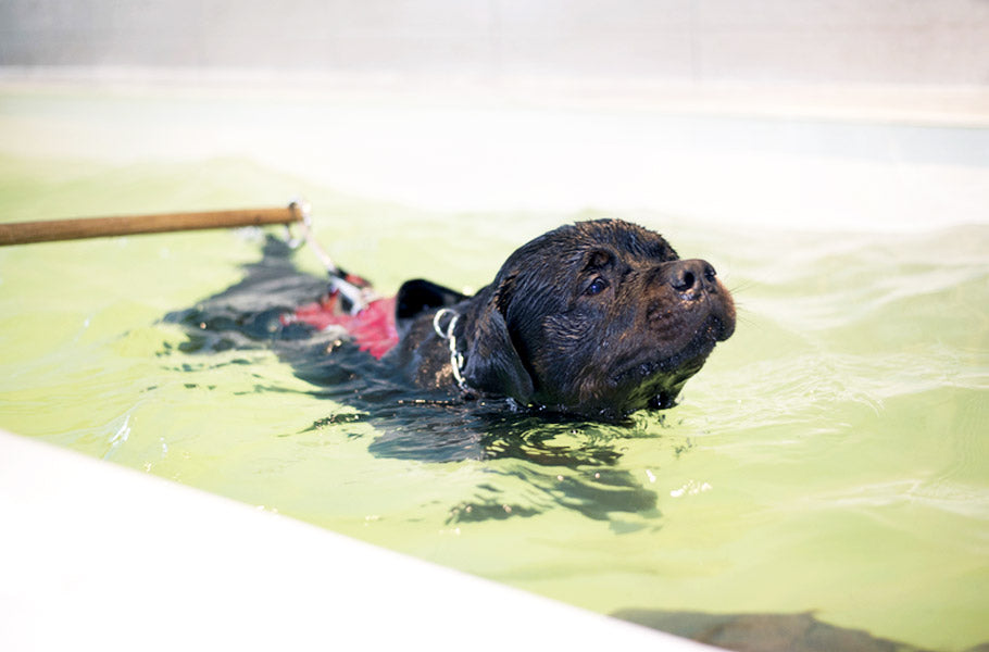 Complete_Guide_9_Alternative_Medicine_Treatments_for_Dogs-Hydrotherapy
