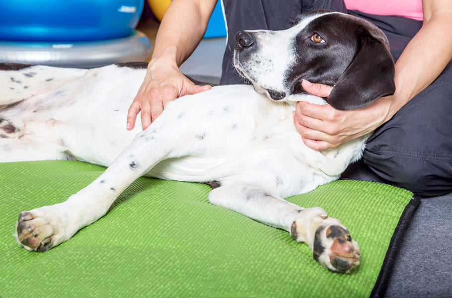 Complete_Guide_9_Alternative_Medicine_Treatments_for_Dogs-Canine_Massage