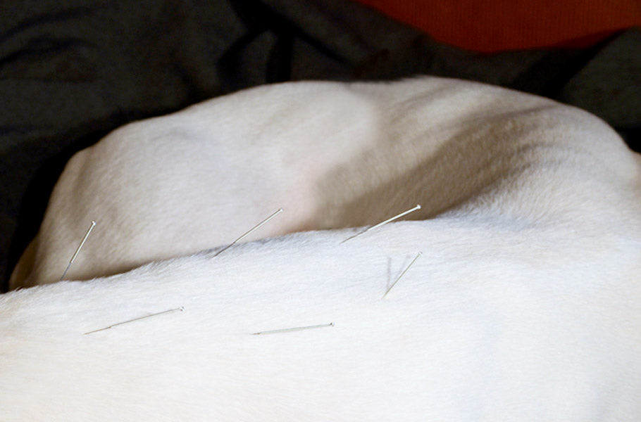 Complete_Guide_9_Alternative_Medicine_Treatments_for_Dogs-Acupuncture