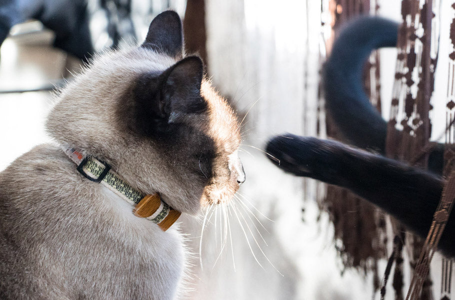 How To Properly Introduce Your New Feline Friend To An Existing