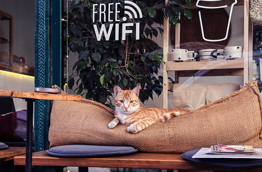 Pettsie-Cat-Cafes-Around-the-World