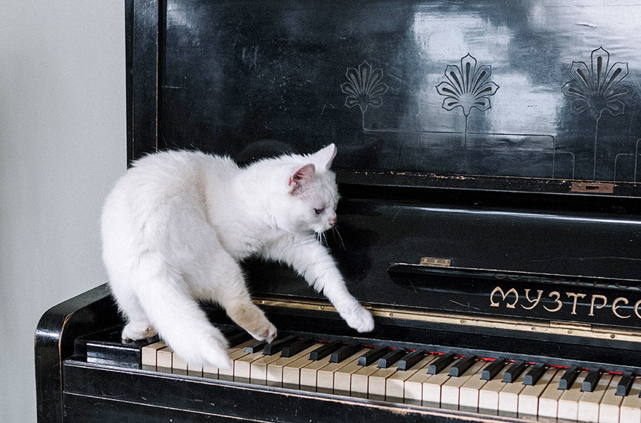 https://www.pexels.com/photo/white-cat-on-black-piano-6853294/