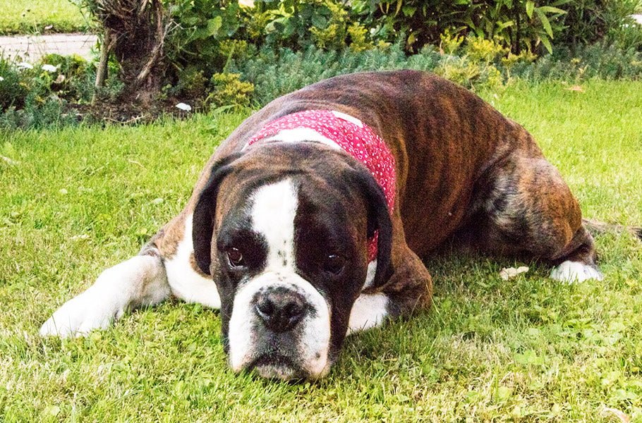Pettsie-Do-Dogs-Dream-Understanding-Canine-Sleep-Cycles-and-Nighttime-Behaviors