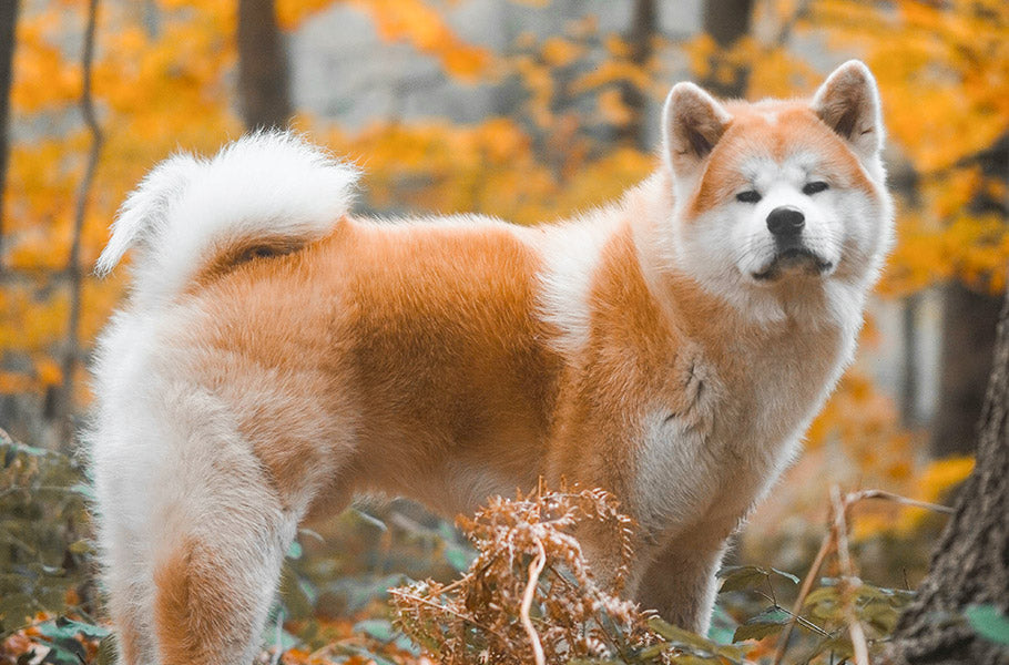 Pettsie-Famous-Dogs-in-History-Stories-of-Remarkable-Canine-Heroes