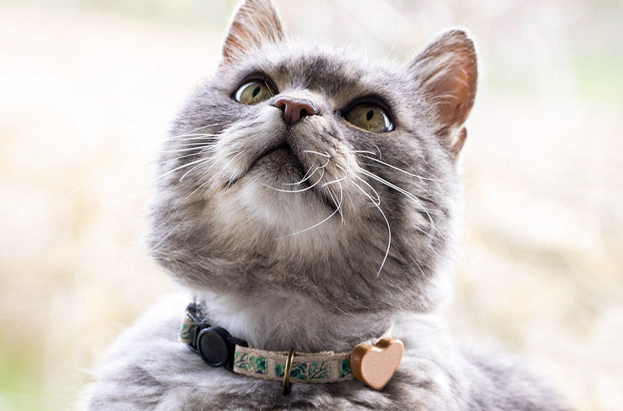 Pettsie-Feline-Communication-Decoding-Your-Cats-Vocal-and-Body-Language-Cues