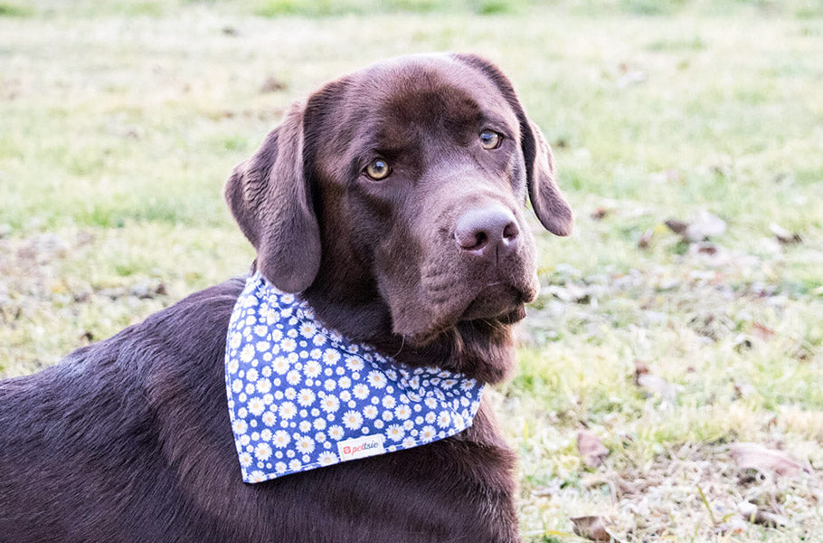 Pettsie-Nose-Knows-Best-Harnessing-Dogs-Incredible-Sense-of-Smell-for-Innovative-Applications-in-Medicine-and-Technology