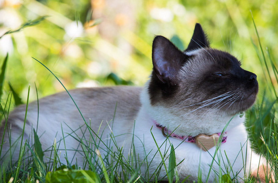 Pettsie-Unveiling-the-Top-9-Longest-Living-Cat-Breeds