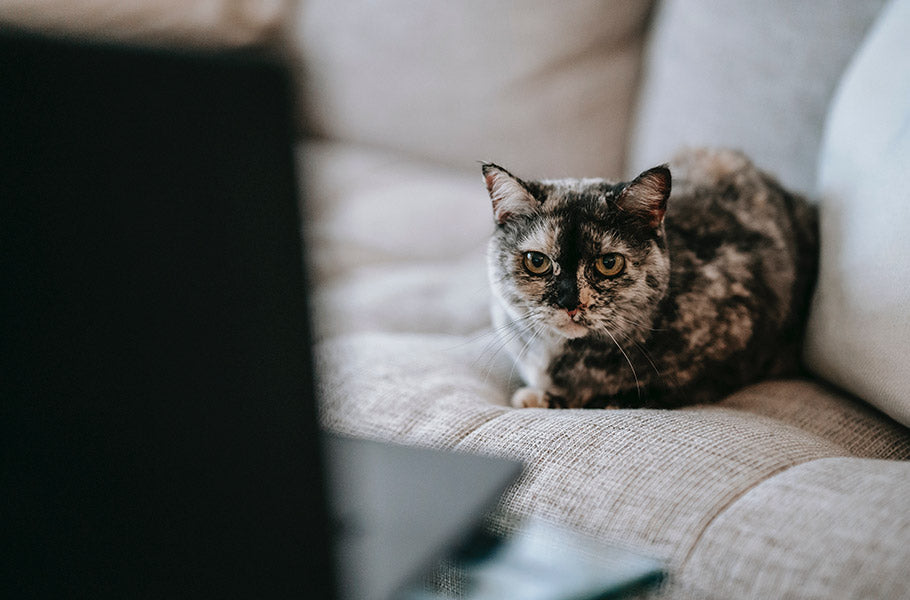 Pettsie-Working-From-Home-With-Your-Cat-Creating-the-Perfect-Cat-Friendly-Home-Office