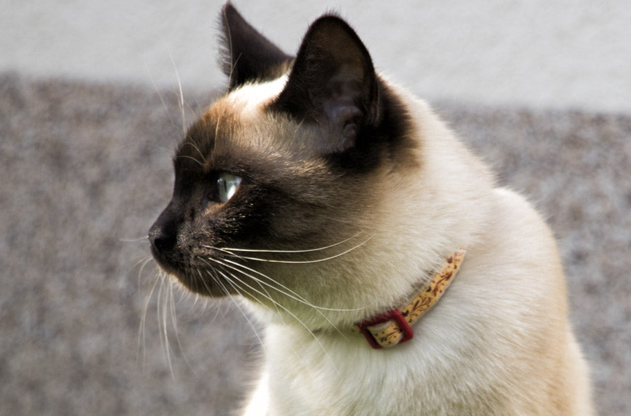 pettsie-7-awesome-facts-about-siamese-cats-feline