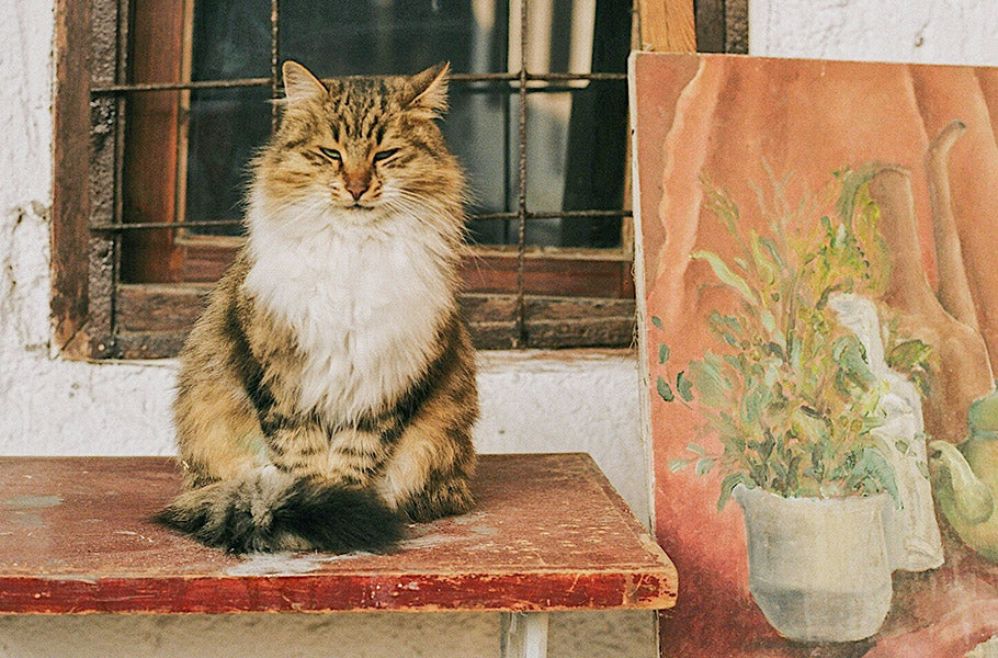 pettsie-Cats-in-Art-and-Culture