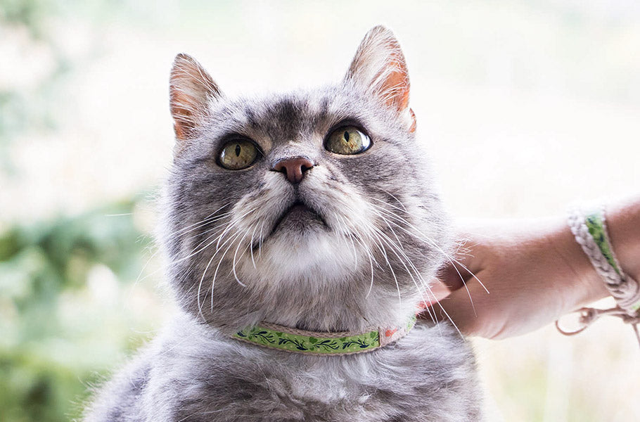 pettsie-how-you-can-do-a-home-health-check-for-your-cat