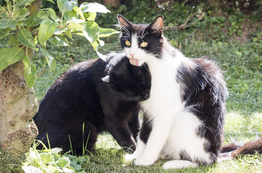 pettsie-how-you-can-keep-your-kitty-happy-indoors-3-kitten