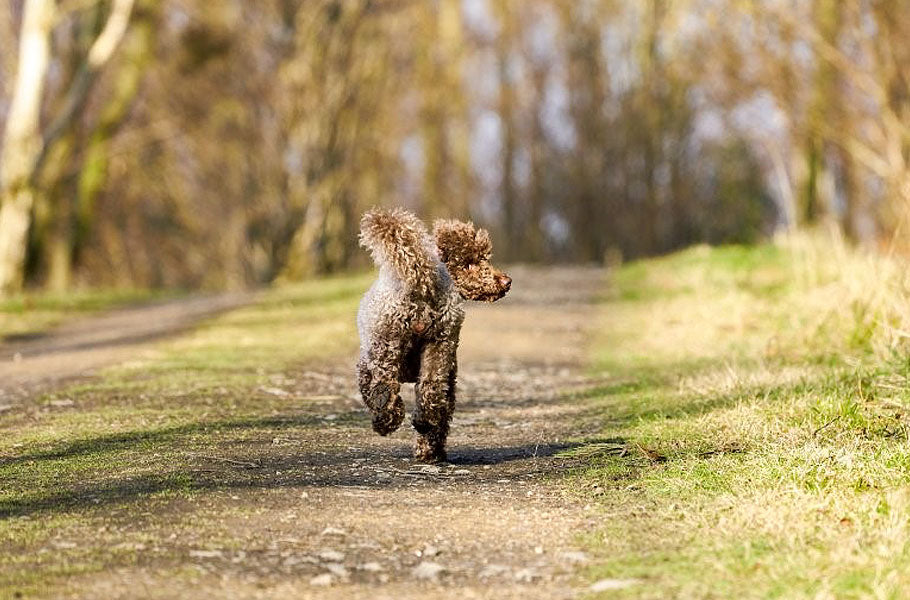 pettsie-important-things-you-should-and-should-not-do-if-you-find-a-lost-dog