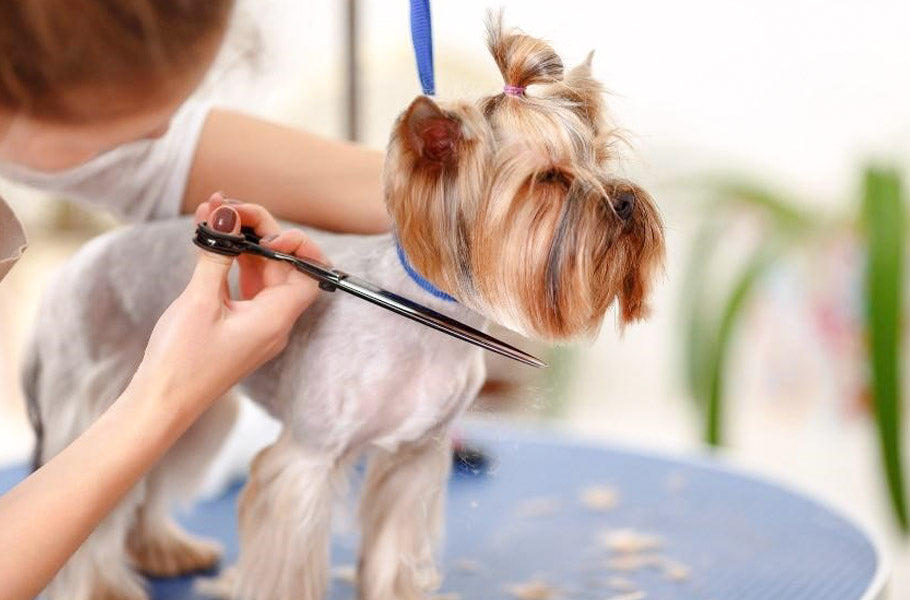 does shaving your dog help shedding