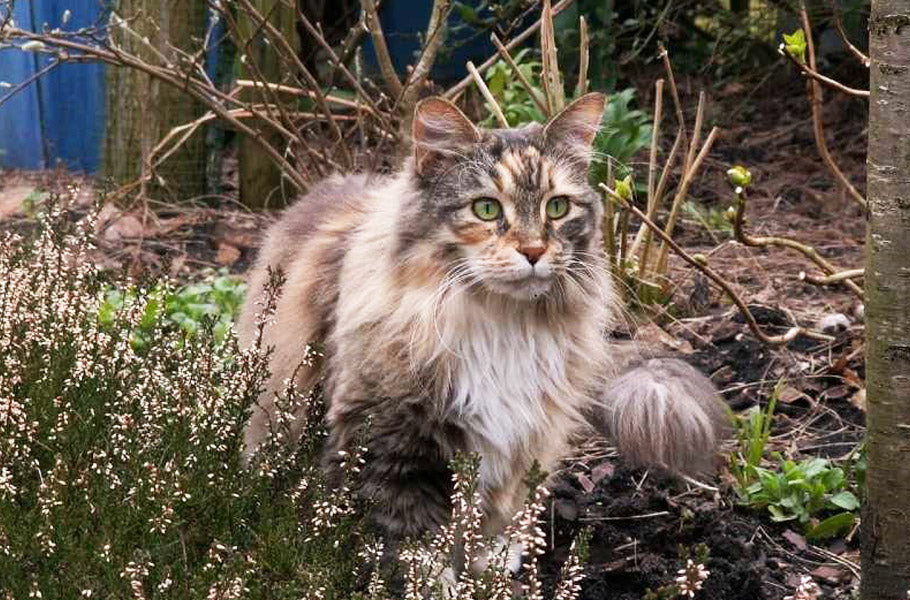 Seven About Maine Coon Cats Pettsie