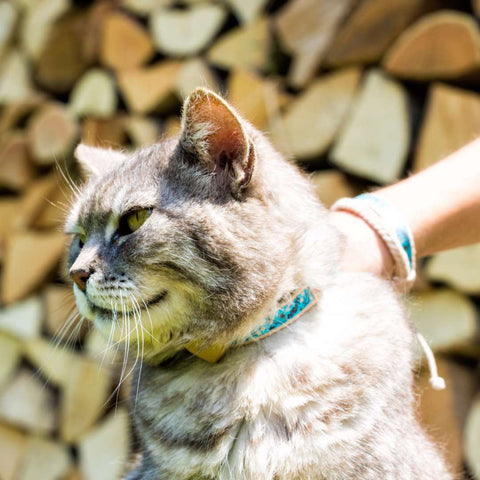 pettsie-heart-cat-collar-turquoise-nature