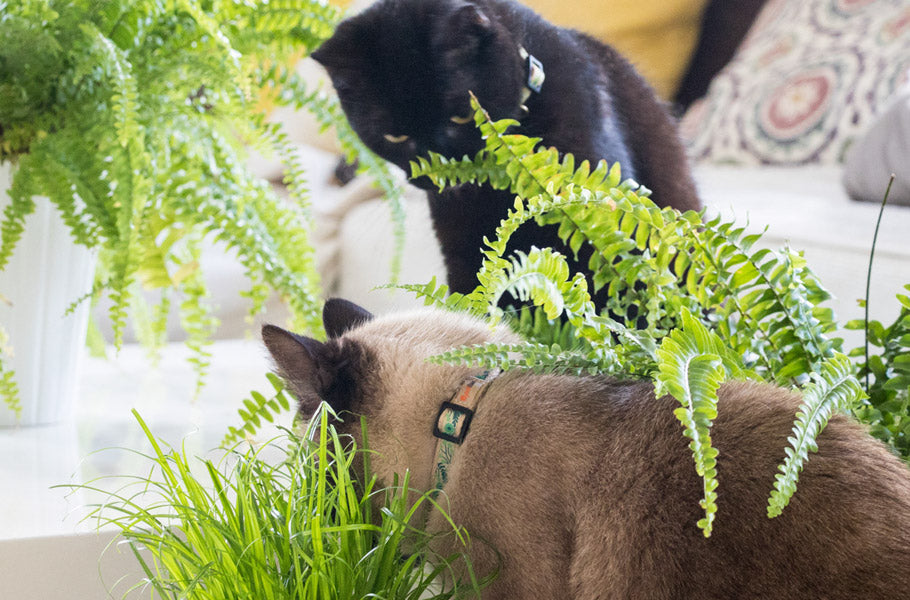 pettsie-why-do-cats-eat-grass-kitty