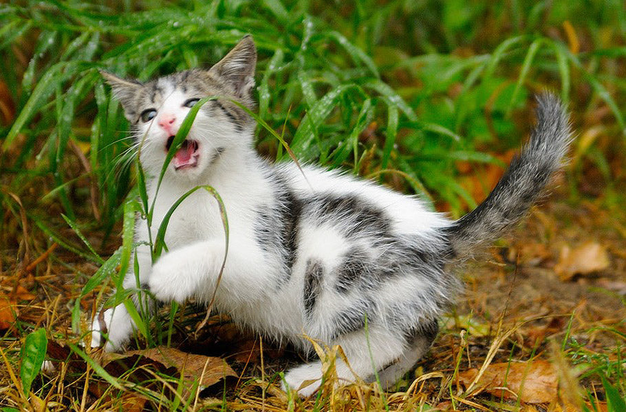 pettsie-why-do-cats-eat-grass