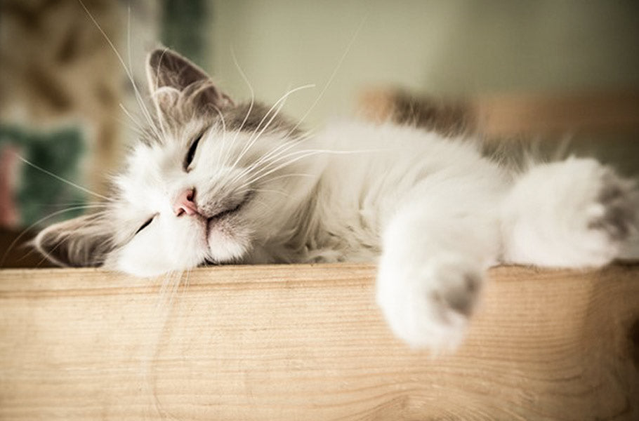 pettsie-why-do-cats-sleep-so-much