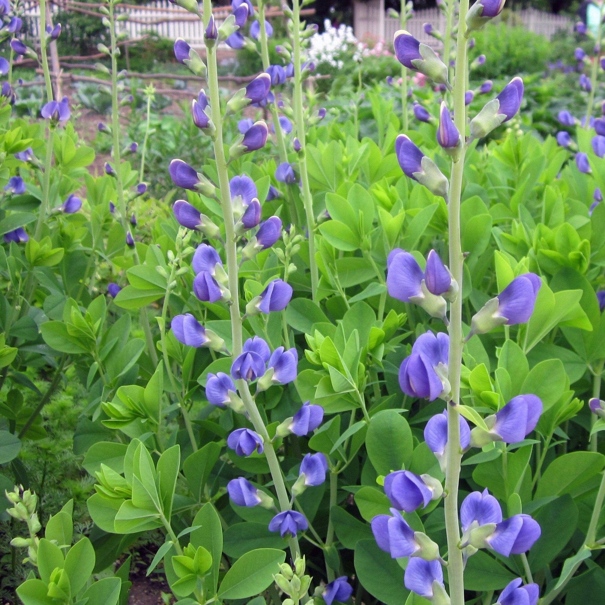 Blue False Indigo Seed Pack