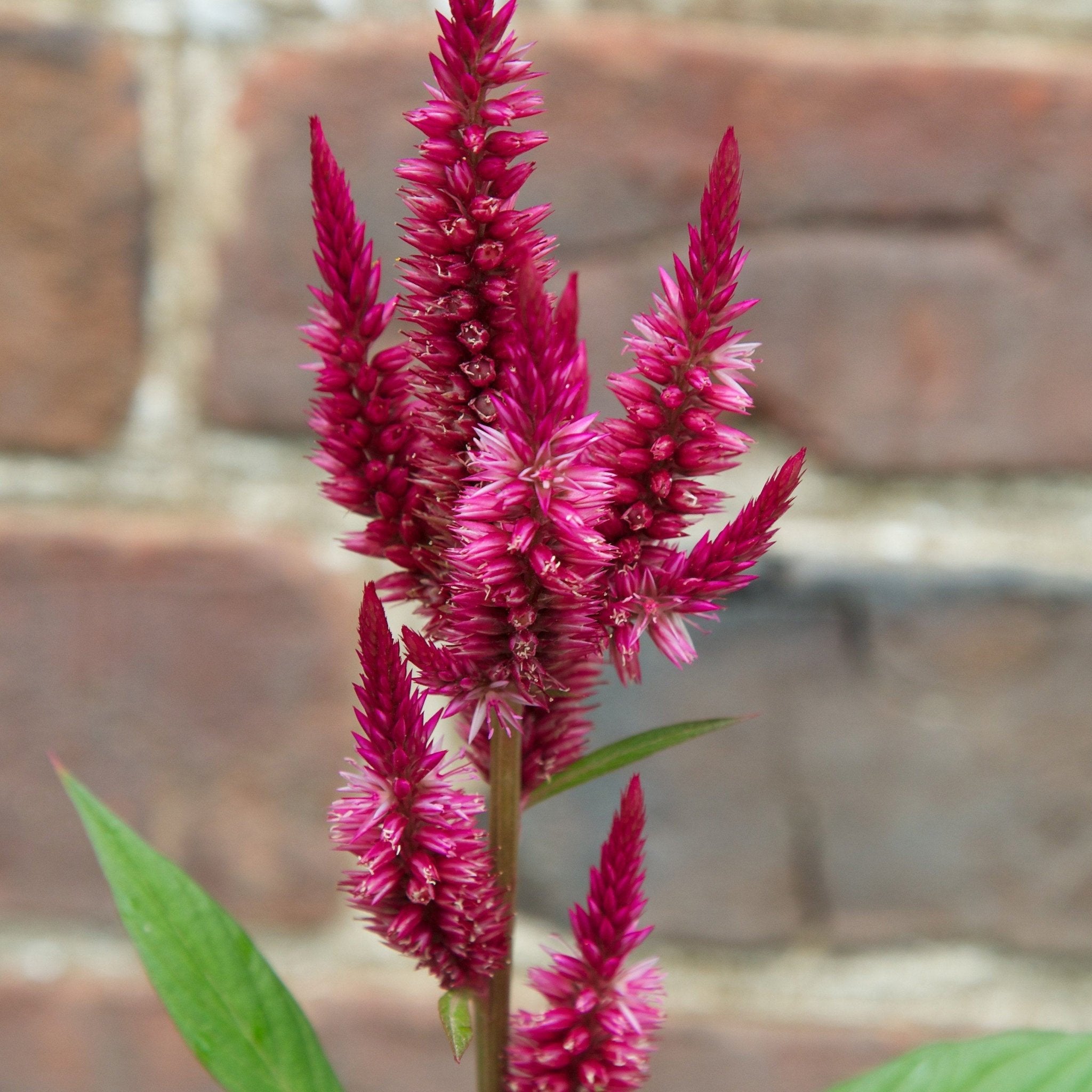 Celosia Seed Pack