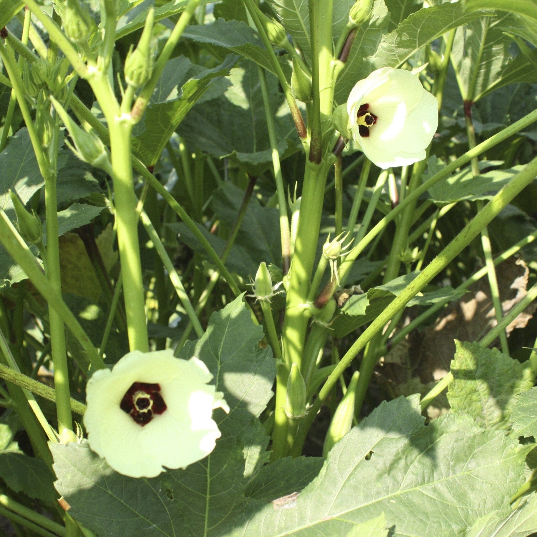 Cow Horn Okra Seed Pack