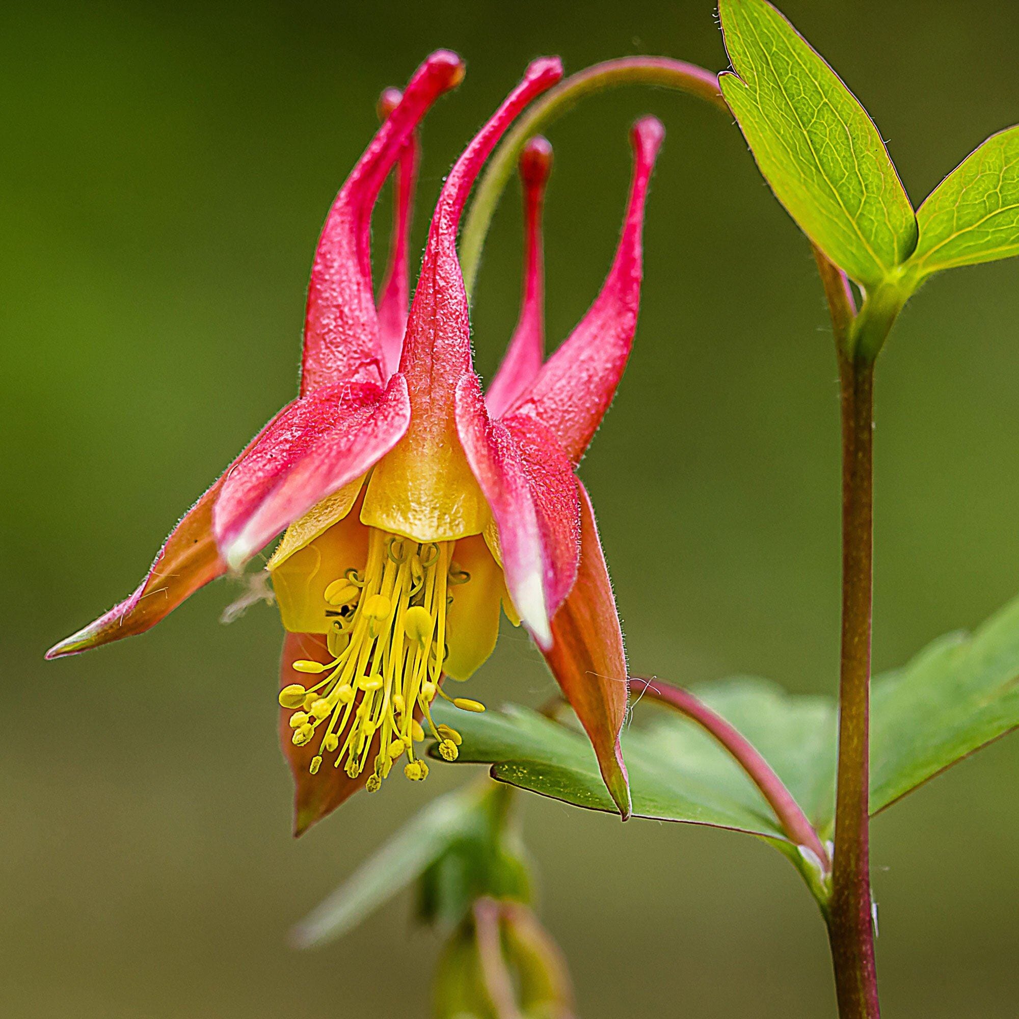 Eastern Red Columbine Seed Pack