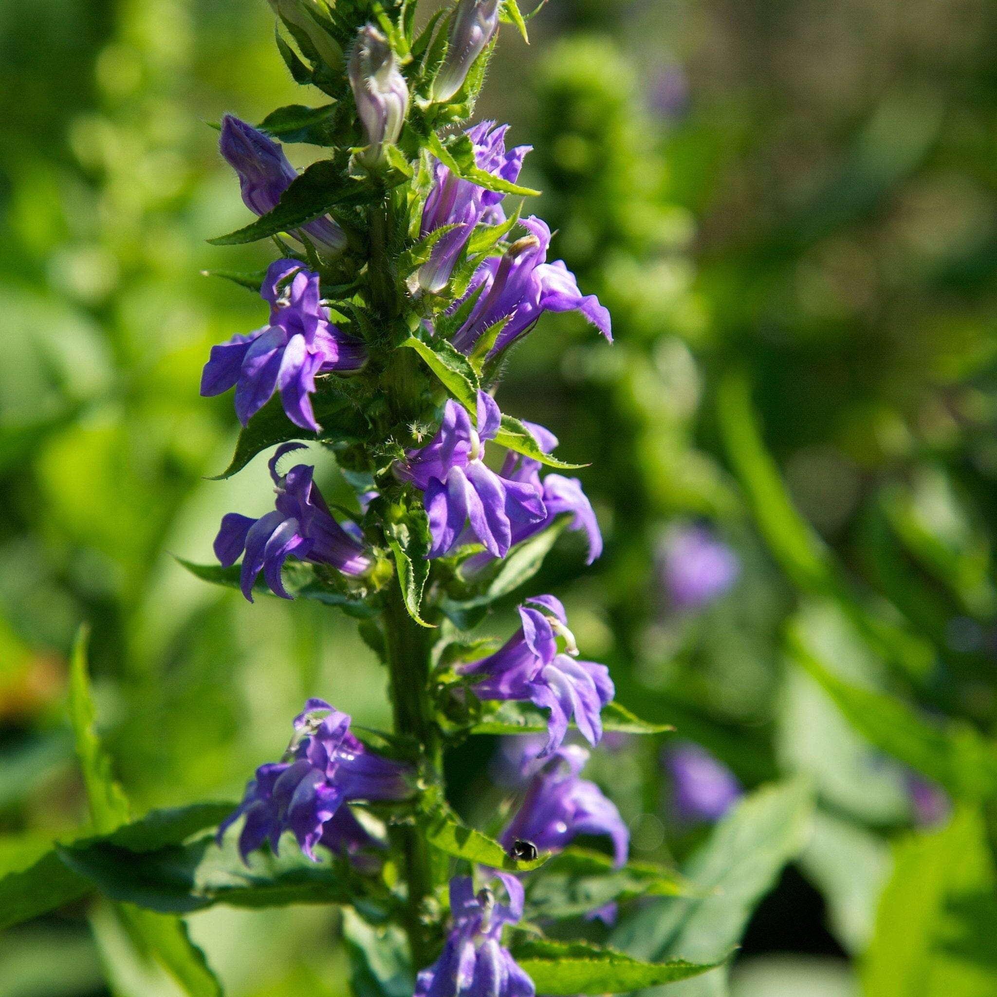 Great Blue Lobelia Seed Pack