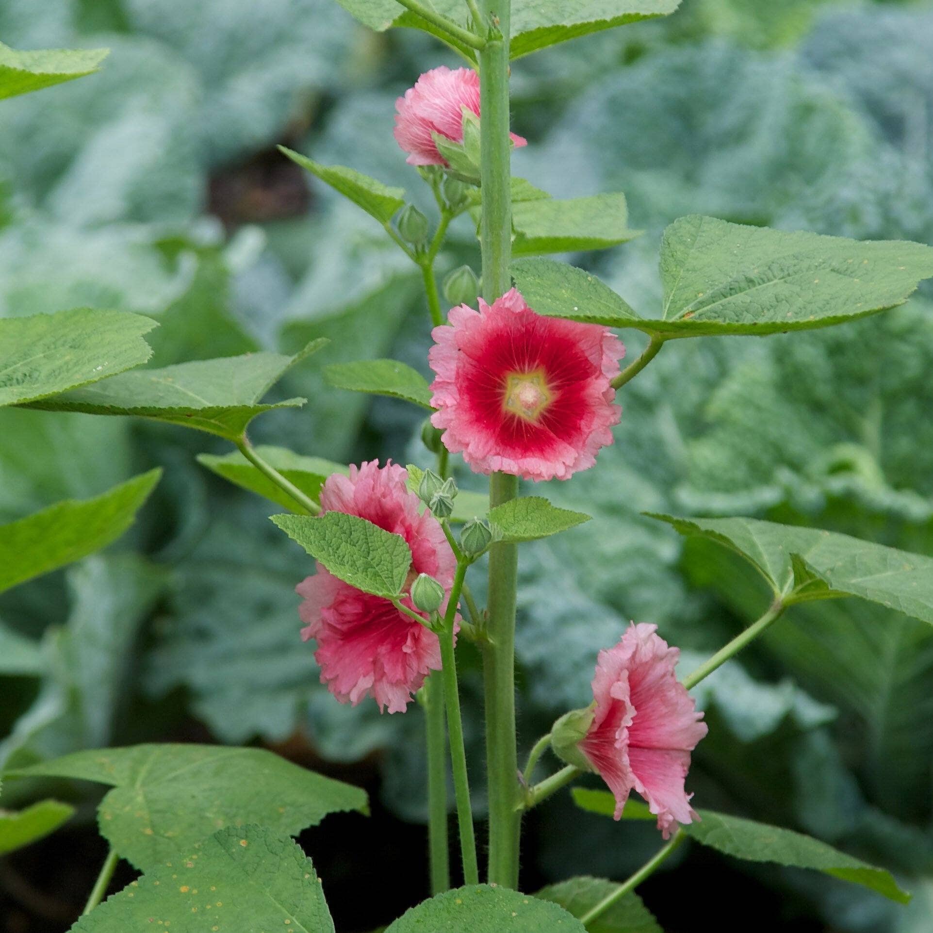 Hollyhock Seed Pack