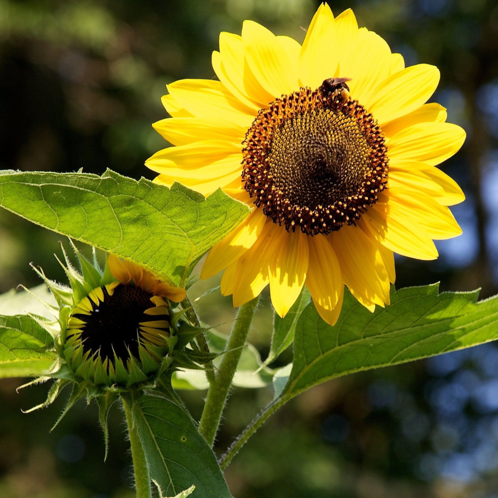 Sunflower Seed Pack