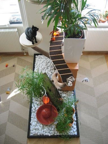best indoor setup for cats