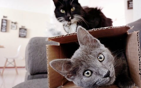 why cats like boxes