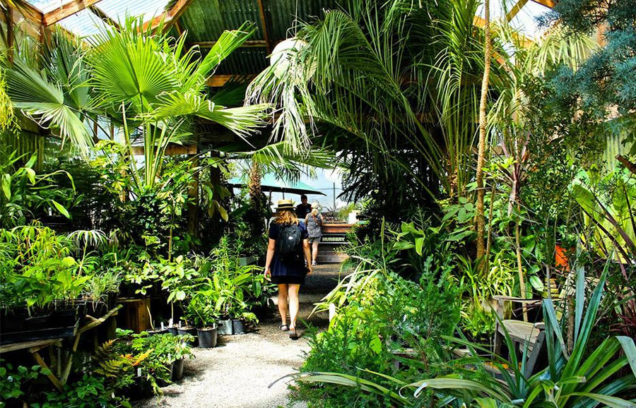 Botanical Fever Our Top 5 Plant Shops In Pdx City Home
