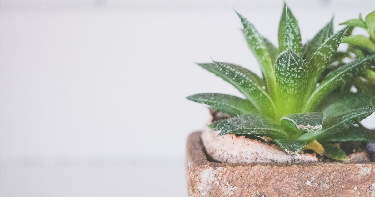 aloevera-indoor-plant