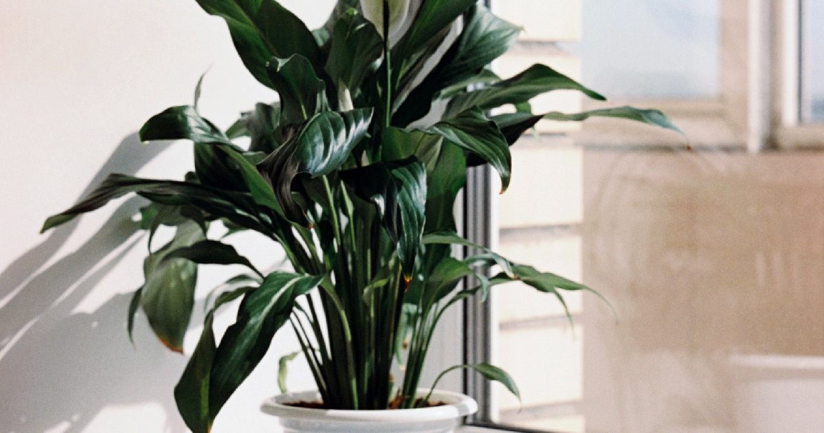 peace-lily-indoor-plant