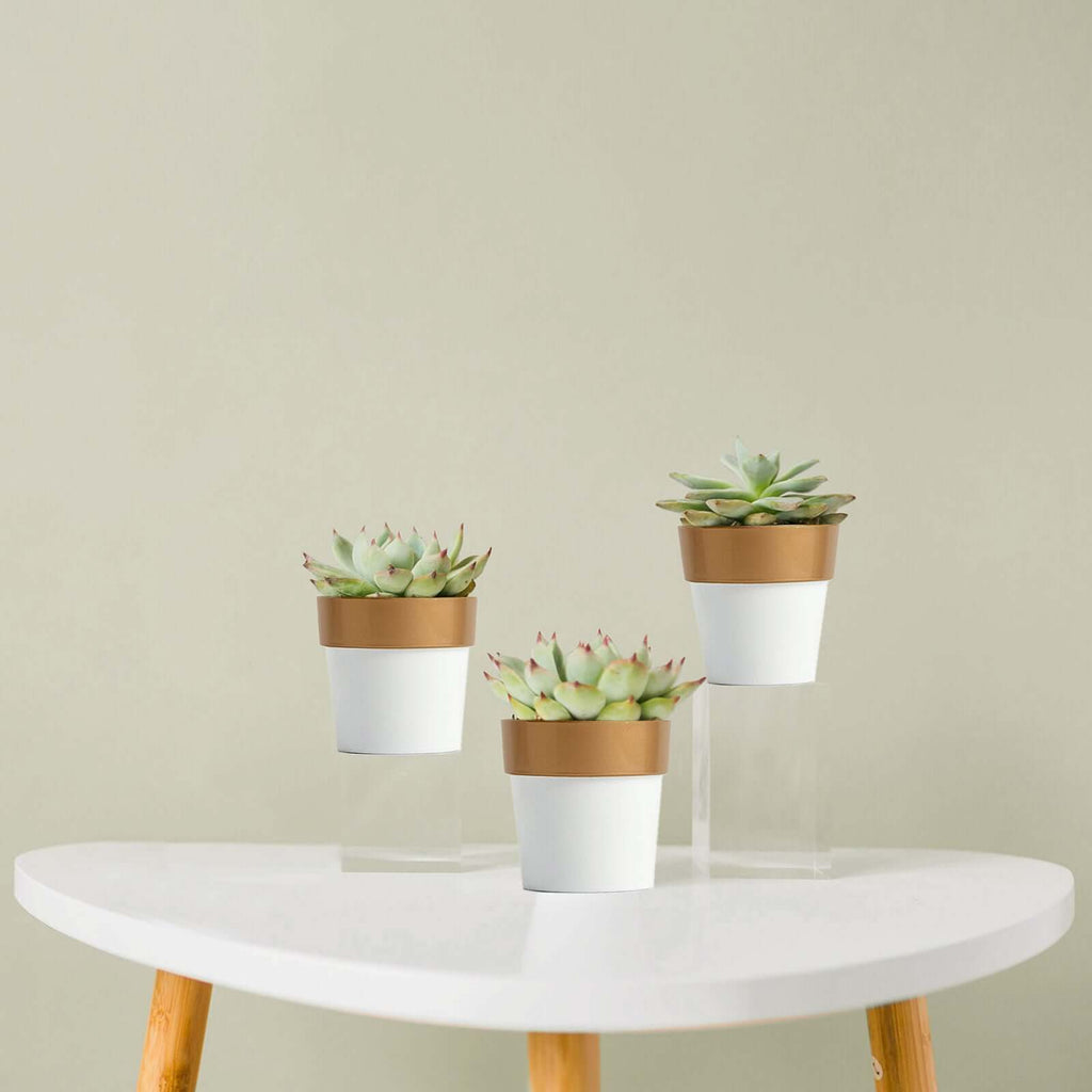 Pack Of 3 3 Succulent Flower Plant Pots Plastic Terracotta Pots Table Centerpieces White Gold Tableclothsfactory