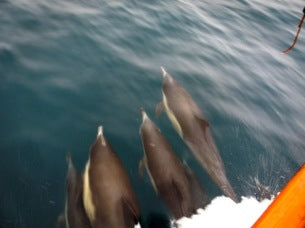 dolphins off of dive boat