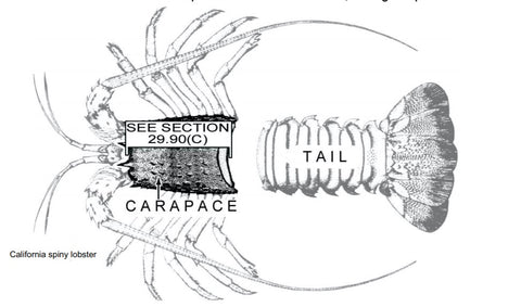 How-to-measure-California-Spiny-Lobster