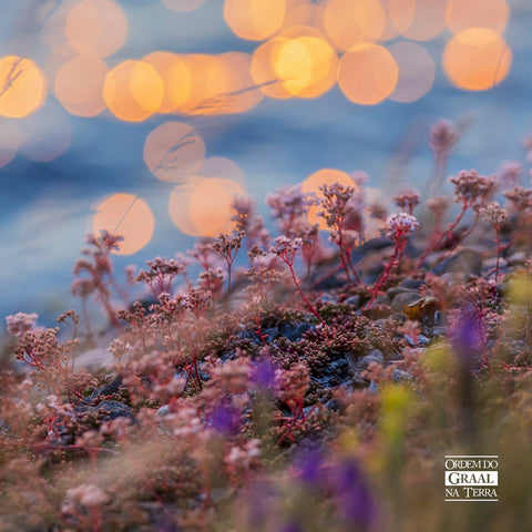 Relva de mini flores lilás, á beira de espelho de água refletindo as luzes de fim de tarde. 