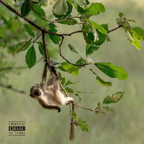 Foto de filhote de macaco, graciosamente pendurado em galho de árvore verdejante.