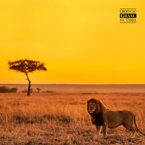 Foto. Horizonte dourado da savana, onde o céu e savana se entrelaçam em um, grande árvore torneada por luzes douradas ao fundo de um leão imponente de olhar penetrante.