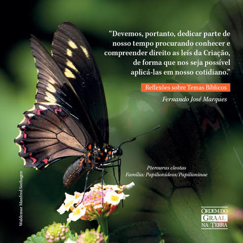 Foto de borboleta pterouros cleotas com frase do livro Reflexões sobre temas bíblicos