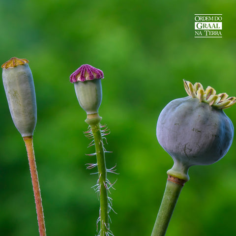 Imagem de caules e brotos de plantas