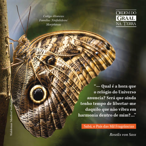 Foto de Borboleta Calligo Illioneus com frase do livro "Sabá - O País das Mil Fragrâncias" de Roselis von Sass