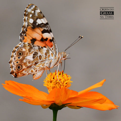 Foto de borboleta pousando sobreo centro,  cheio de pólen, de flor laranja.