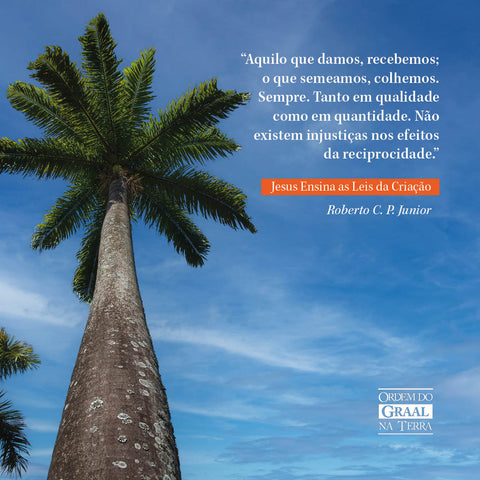 Foto de palmeira com trecho do livro "Jesus Ensina as Leis da Criação" de Rocerto C. P. Junior